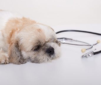 como salvar un perro del moquillo
